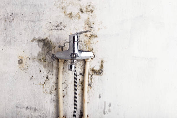 Best Certified Mold Removal  in Sa Loma, CA